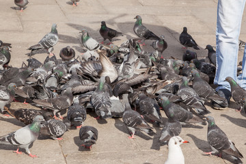 Fototapeta premium Tauben auf Markusplatz in Venedig