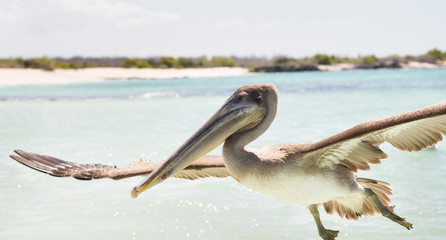 Galapagos Islands