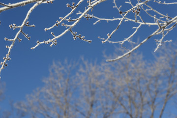 霧氷
