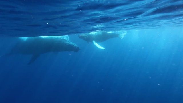Divers make photo of humpback whales mother and young calf underwater of ocean. Unique animals megaptera novaeangliae in Pacific. Blue sea water on background of sun rays. Roca Partida Island.
