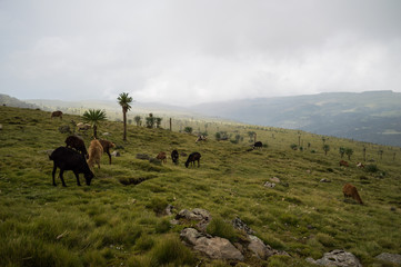 Obraz premium Kettle, Sheep in the Simien Mountains, Ethiopia