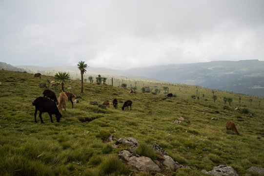 Kettle, Sheep in the Simien Mountains, Ethiopia