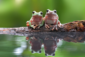 Two dumpy tree frog in reflection