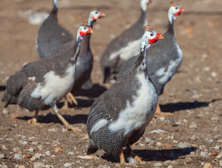 adult bird - guineafowl afternoon walks on a pasture in the aviary on the farm. Breeding animals at home.