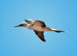 Galapagos Islands