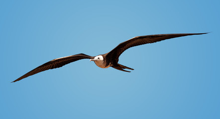 Galapagos Islands