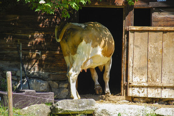 Cow entering a barnhouse