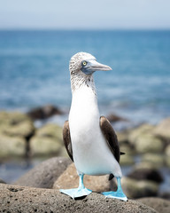 Galapagos Islands