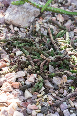 echidnopsis sharpei ground cactus succulent