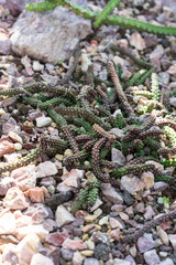 echidnopsis sharpei ground cactus succulent