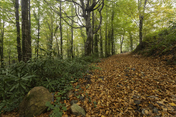 Fall foliage scenery