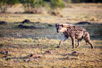 Naklejka na ściany i meble Hyena in Africa