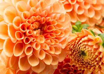  close up of chrysanthemums