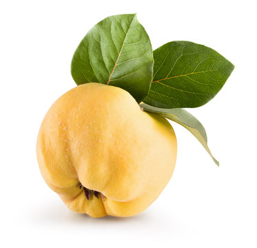 quince isolated on a white background