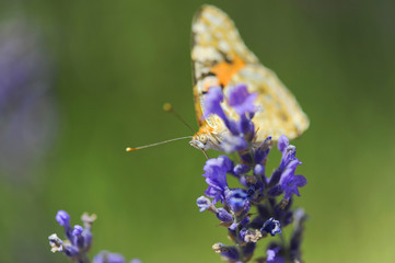 Macrophotography of a Butterfly on lavender flowers