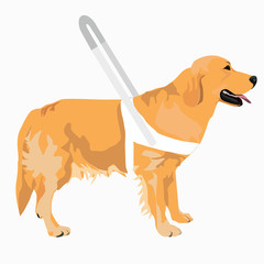 Guide dog wears a white harness with long handle. Golden Retriever with white harness isolated on white background.