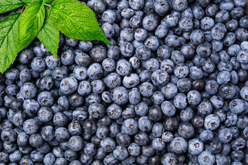 Fototapeta na wymiar Fresh blueberry background. Texture blueberry berries with green leaf top view