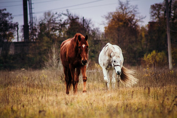 The herd who walks in the field. Gold. Autumn nature, stables. Magnificent scenery. Gray horses,...