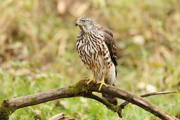 Birds of prey - Young northern goshawk (Accipiter gentilis). Wildlife scenery, Slovakia, Europe.