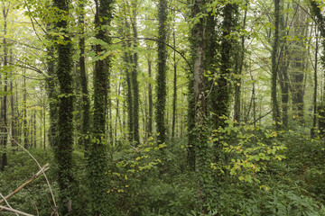 Fototapeta na wymiar Fall foliage scenery