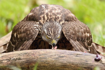 Birds of prey - Young northern goshawk (Accipiter gentilis). Wildlife scenery, Slovakia, Europe.