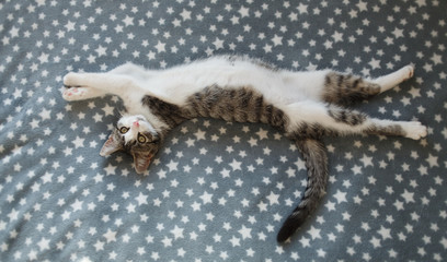 Cute little striped kitten sleeps on fur grey blanket
