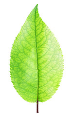 Fresh green apple leaf isolated with clipping path