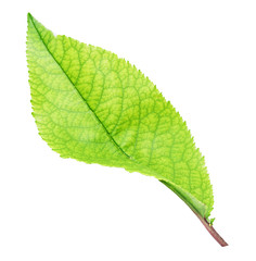 Fototapeta na wymiar Fresh green apple leaf isolated with clipping path