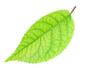 Fresh green apple leaf isolated with clipping path