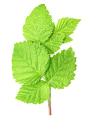 Fresh green raspberry  leaf isolated with clipping path