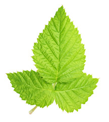 Fototapeta na wymiar Fresh green raspberry leaf isolated with clipping path