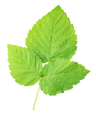 Fresh green raspberry  leaf isolated with clipping path
