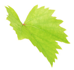 Fresh green grape leaf isolated with clipping path