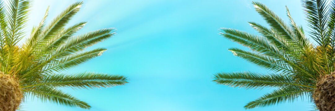 Palm trees on the blue sky background. Panoramic view.