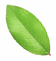 Fresh green leaf isolated with clipping path
