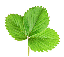 Fresh green strawberry leaf isolated with clipping path