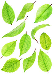 Set of green leafs  isolated with clipping path