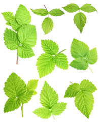 Set of fresh green leafs isolated with clipping path