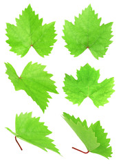 Set of grape leafs  isolated with clipping path