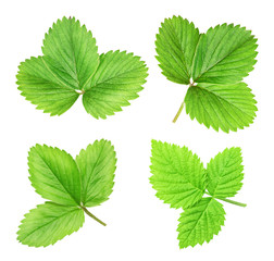 Set of strawberry leafs isolated with clipping path