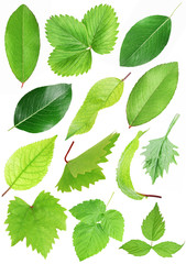 Set of green leafs isolated with clipping path