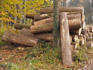 Fototapeta premium Durcheinander - gerodete Eschenbäume lagern gefährlich und drohen wegzurollen
