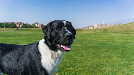 Obraz premium Bernese Lab Mix in the Park