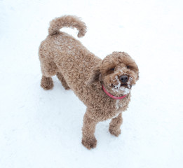 Poodle playing in the snow