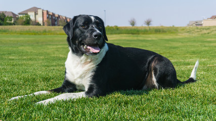 Bernese Lab Mix in the Park