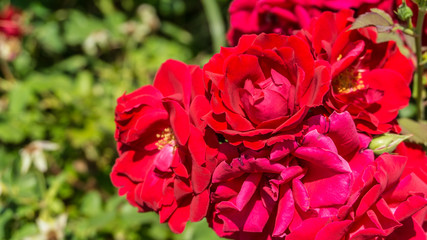 Red flowers