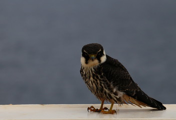Caribbean Sea Hawk 1 © Tomasz