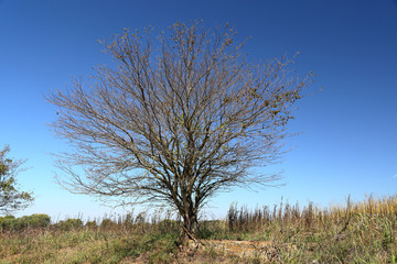 Single tree at the side of a lonely gravel road