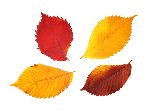Red, yellow and purple elm leaves on white background