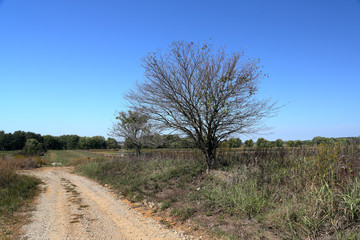 Trees at the side of a lonely gravel road